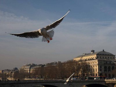 Black-headed Gull