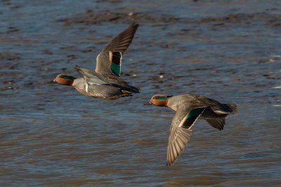 Green-winged Teal