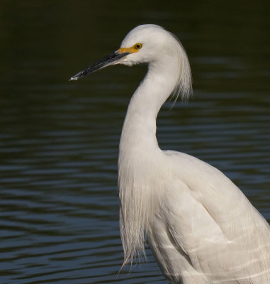 Snowy Egret