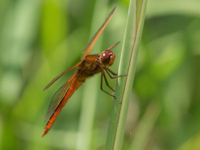 Needham's Skimmer