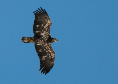 American Bald Eagle