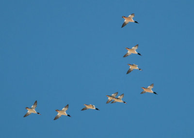 Ducks, Geese and Swans