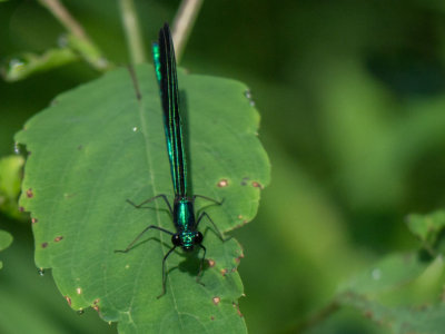 Ebony Jewelwing