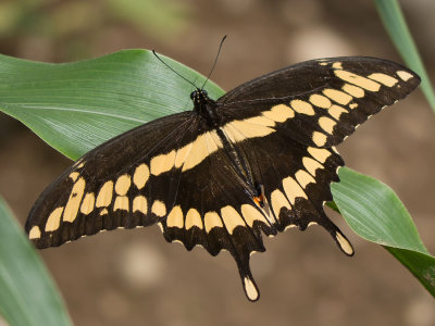 Giant Swallowtail