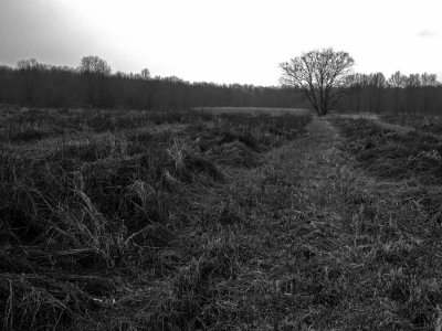 Great Piece Meadows