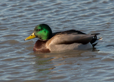 Mallard