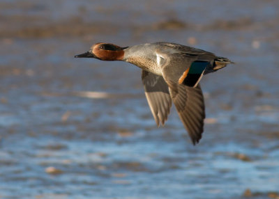 Green-winged Teal