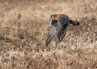 American Kestrel