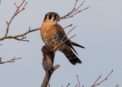 American Kestrel with lunch