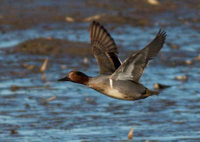 Green-winged Teal