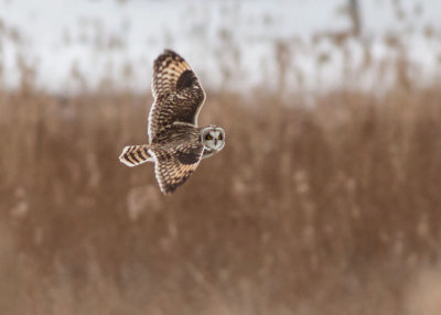 Short-eared Owl