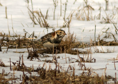Lapland Longspur