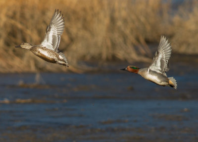 Green-winged Teal