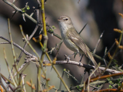Vireos
