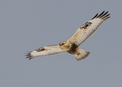 Rough-legged Hawk