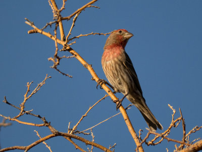 House Finch