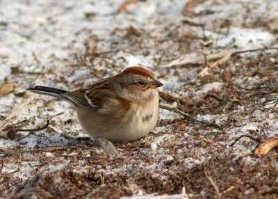 American Tree Sparrow