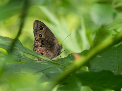 Common Wood Nymph