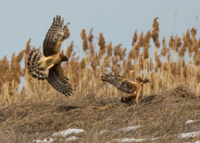Northern Harriers fighting over a kill