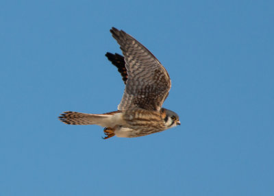 American Kestrel