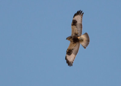 Rough-legged Hawk