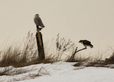 Snowy Owl with Red-tailed Hawk