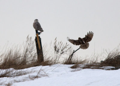 Snowy Owl with Red-tailed Hawk