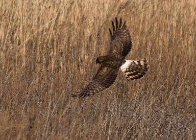 Northern Harrier - on the hunt