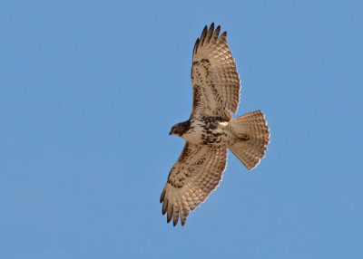 Red-tailed Hawk