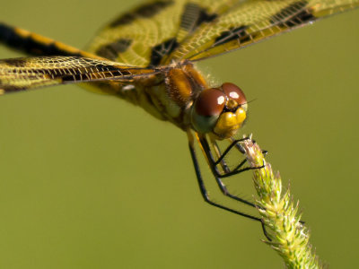 Halloween Pennant