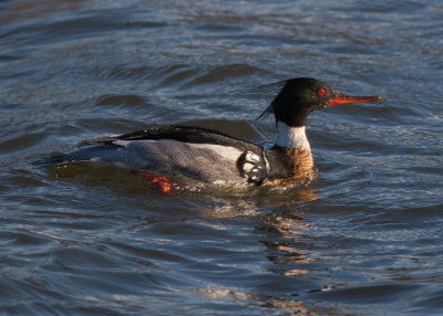 Red-breasted Merganser