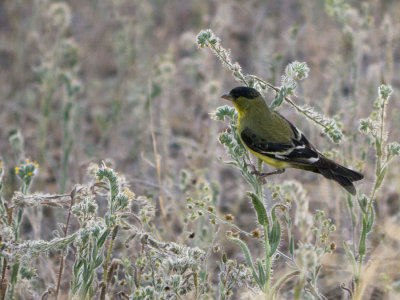 Lesser Goldfinch