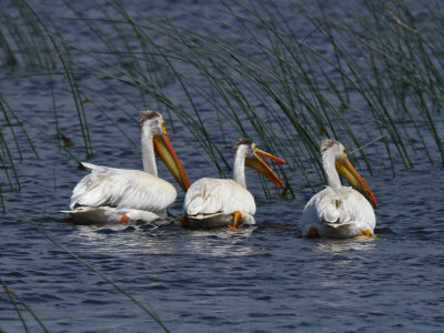 White Pelican