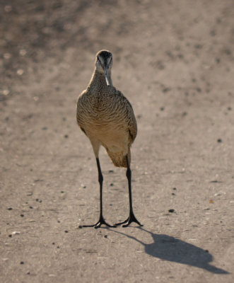 Marbled Godwit