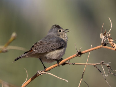 Lucy's Warbler