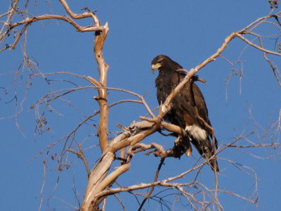 Harris' Hawk