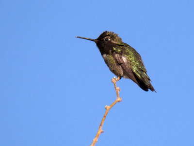 Anna's Hummingbird