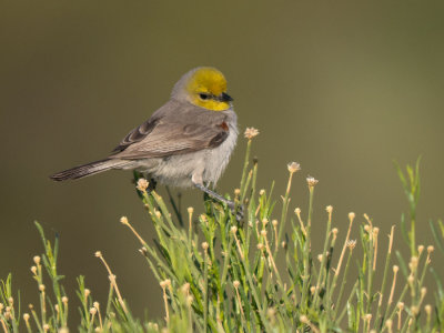 Verdin