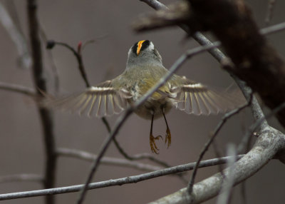 Golden-crowned Kinglet