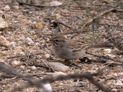Rufous-winged Sparrow
