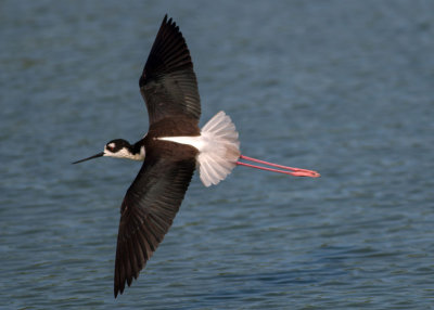 Black-necked Stilt