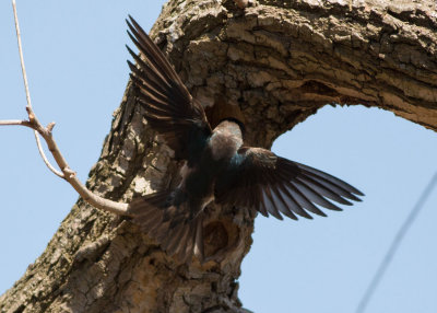 American Tree Swallow building a nest in a tree cavity