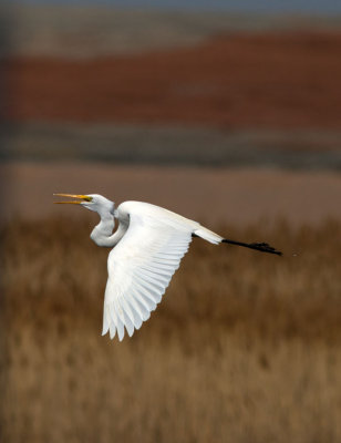 Great Egret