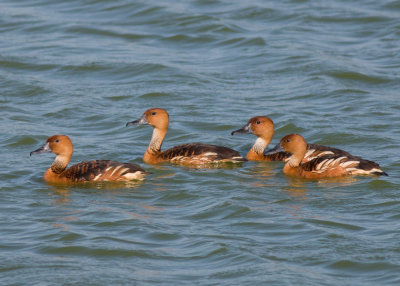 Fulvous Whistling Duck