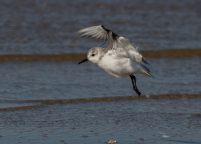 Sanderling