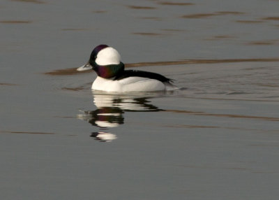 Bufflehead