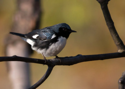 Black-throated  Blue Warbler