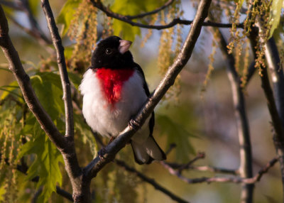 Rose-breasted Grosbeak