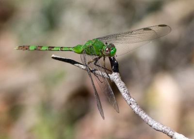 Great Pondhawk