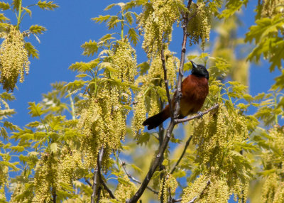 Orchard Oriole